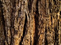Wood Tree Texture Background