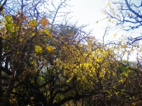 Yellowing Leaves On Trees