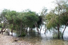 Young Trees At Water Shore