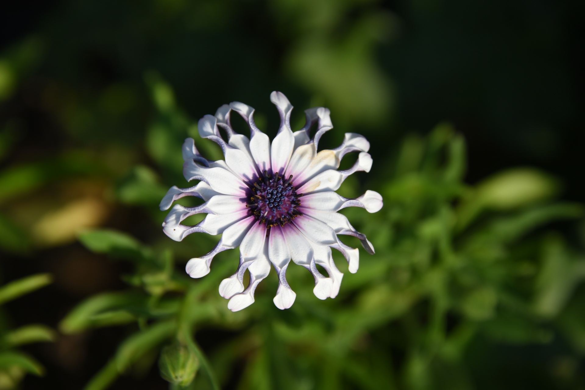 African Daisy White Flower