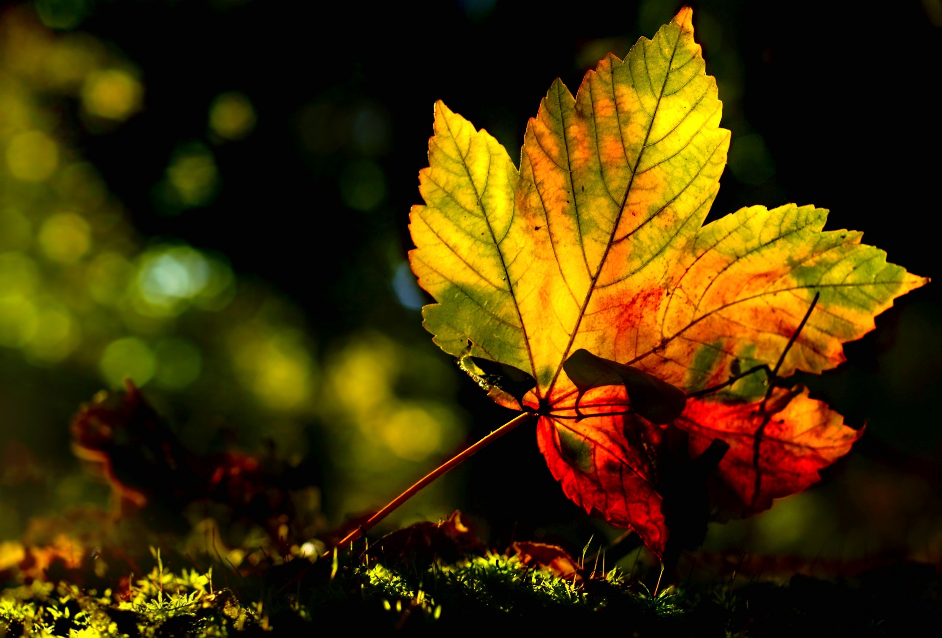 Maple leaf foliage autumn trees tree autumnal background wallpaper colors colorful orange red green yellow forest season light shine fallen fall leaves moss macro photography