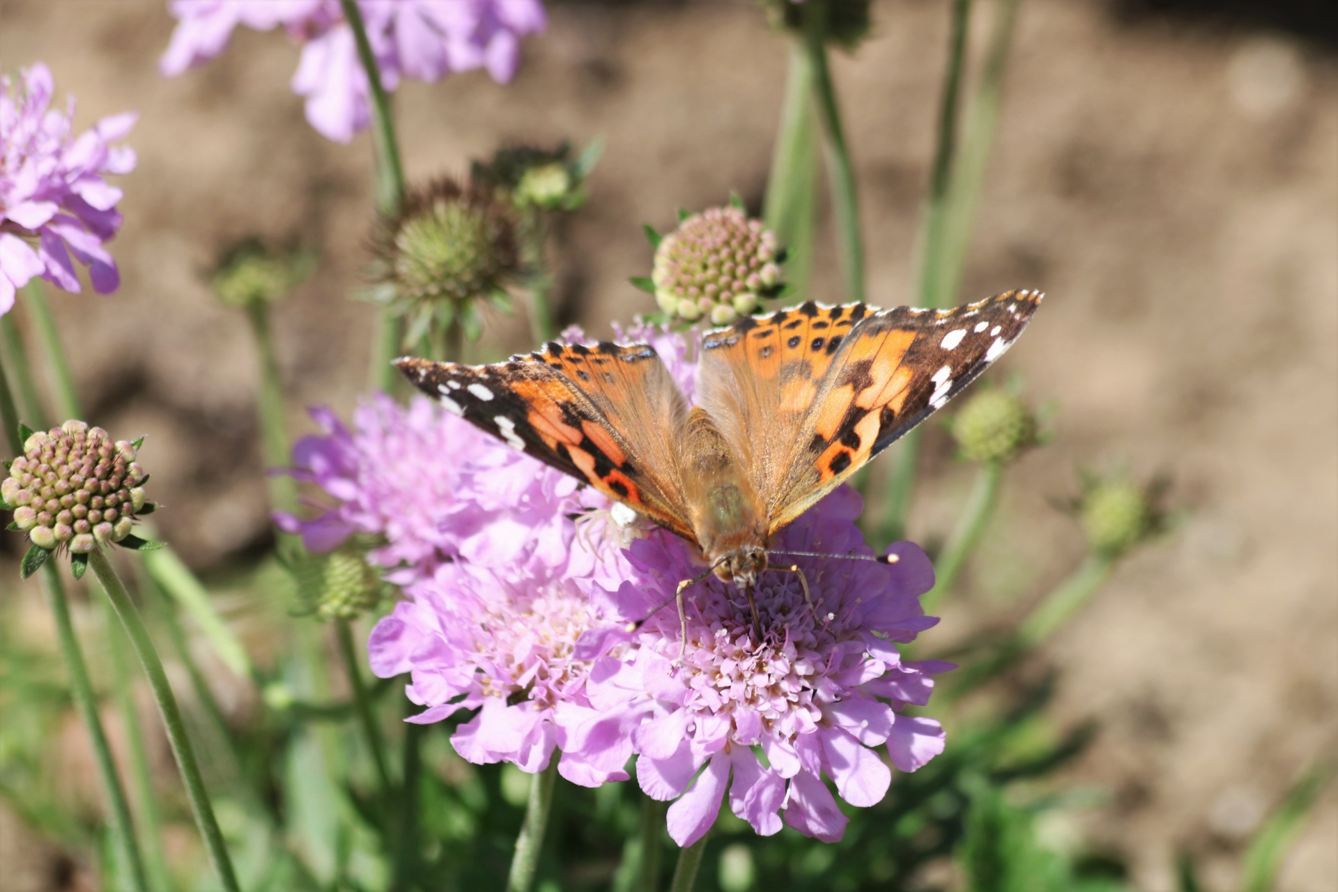 American Lady Butterfly On Flower 3