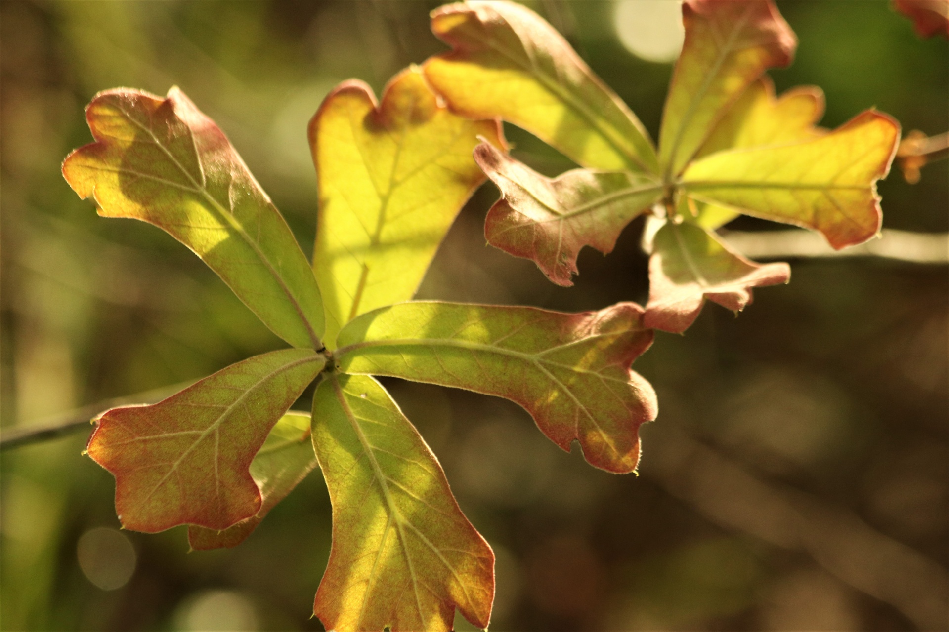 Close-up of back-lit oak leaves on a spring morning.