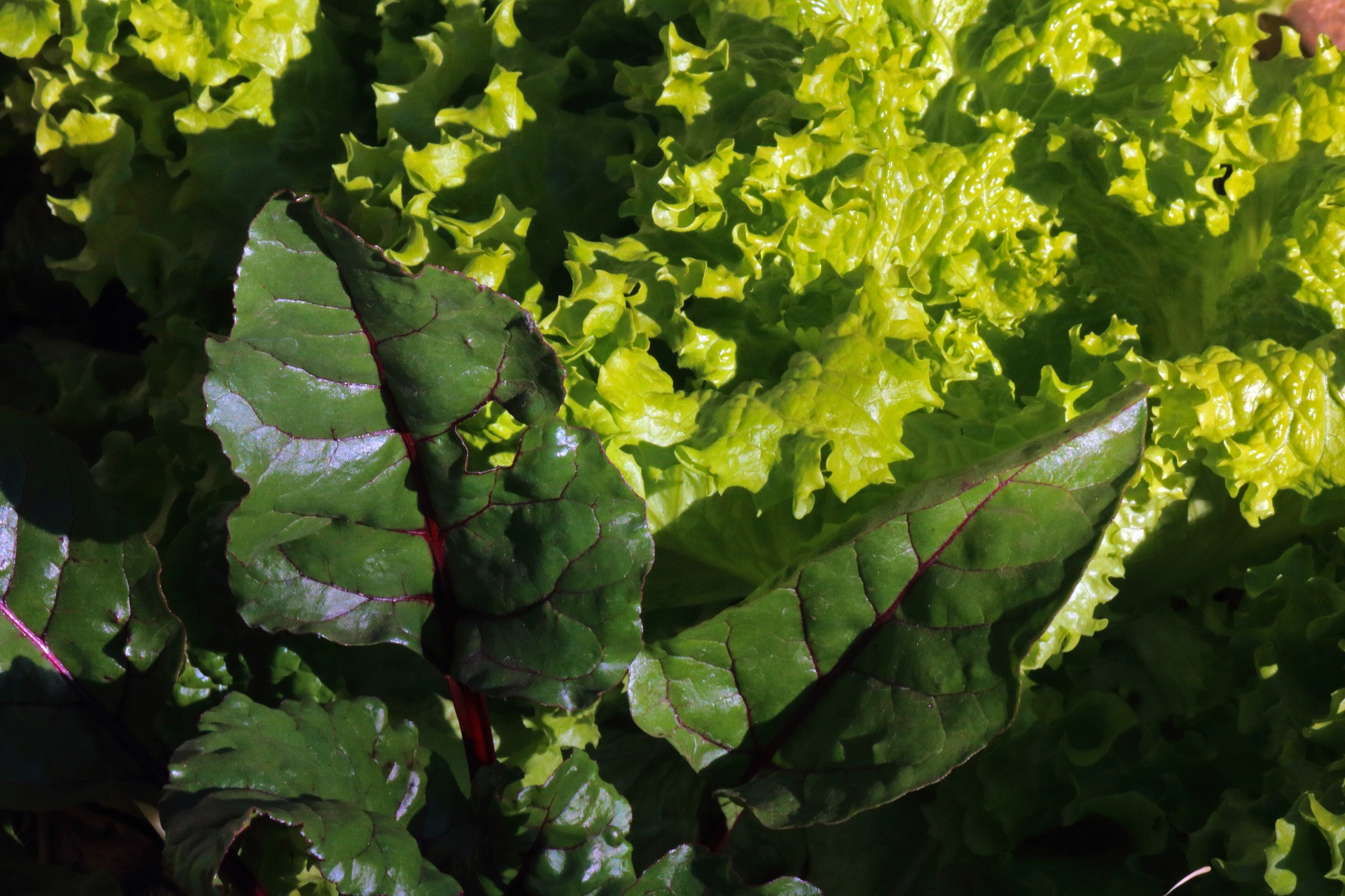 beetroot leaves with curly lettuce
