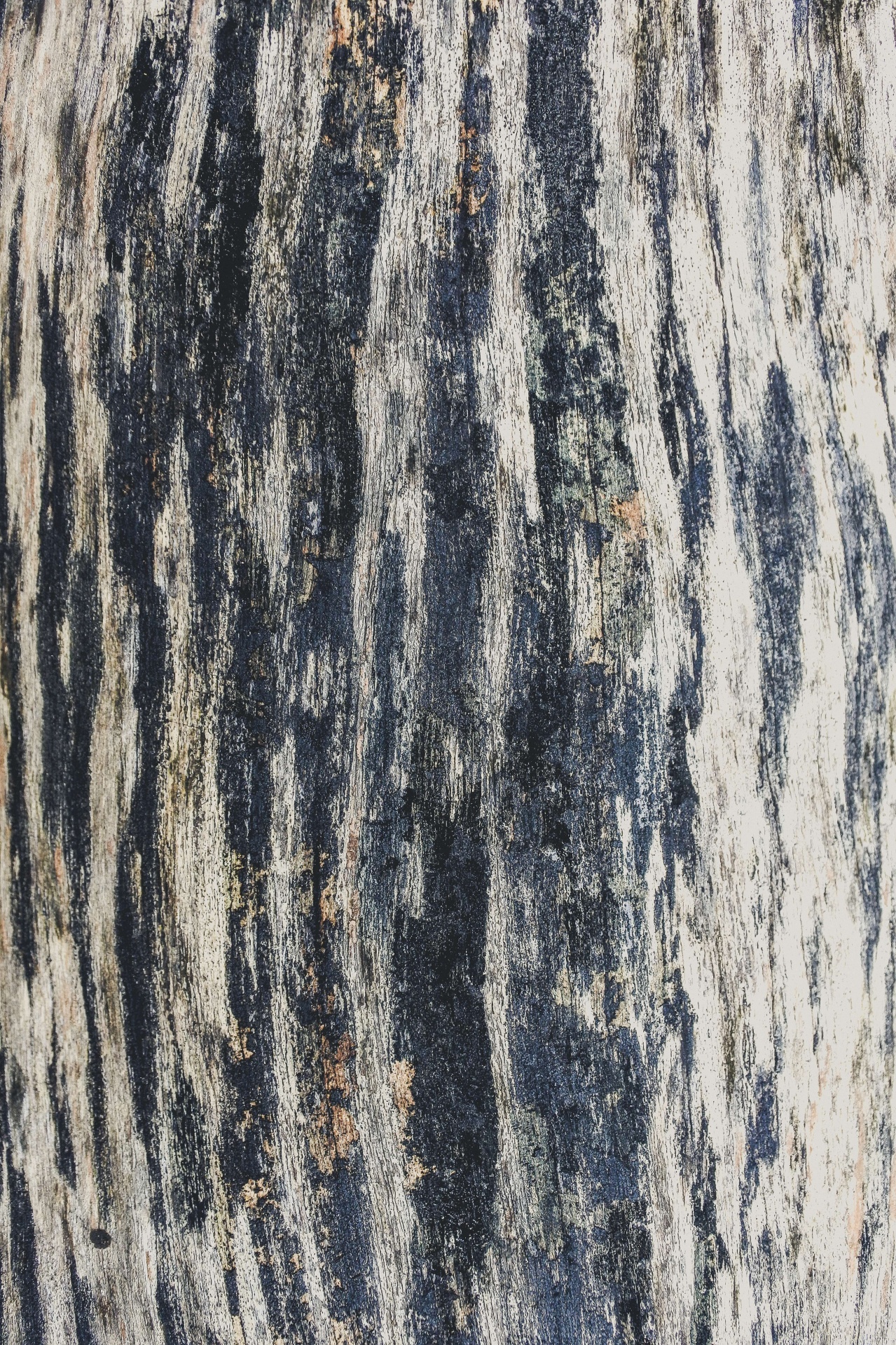 Close Up Of Dead Tree Trunk