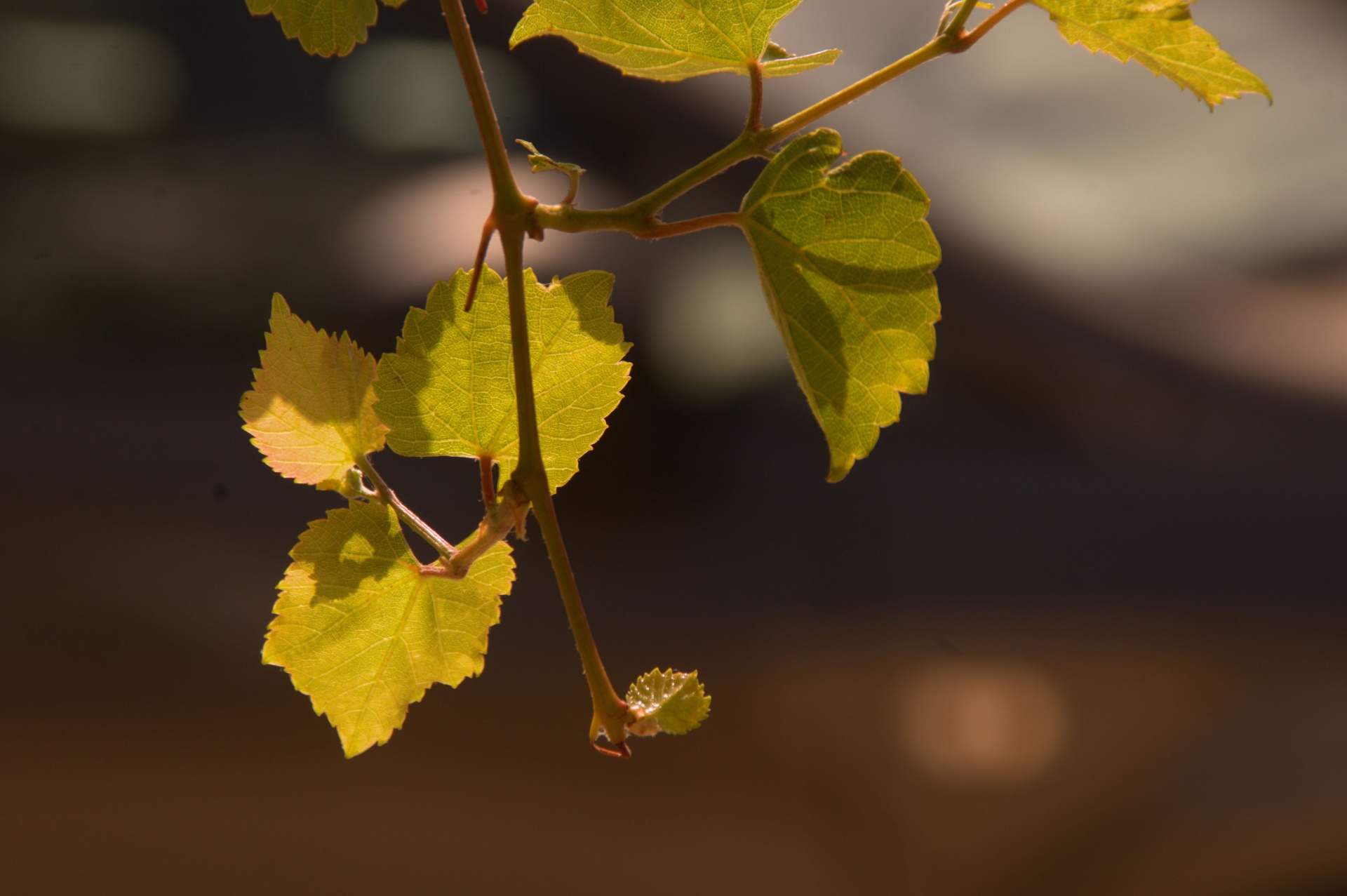 Close-up Of Grape Leaves At Sunset