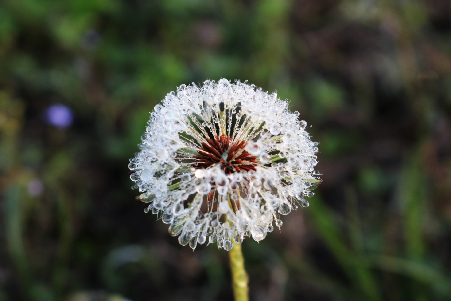 Dandelion And Dew Side View