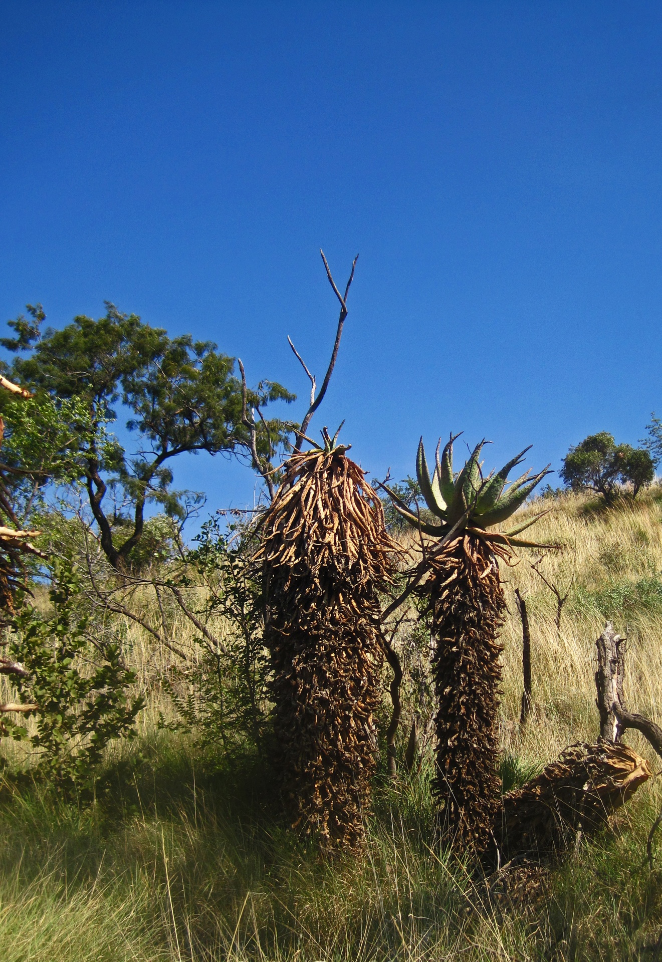 Dead Mountain Aloe Next To A Viable