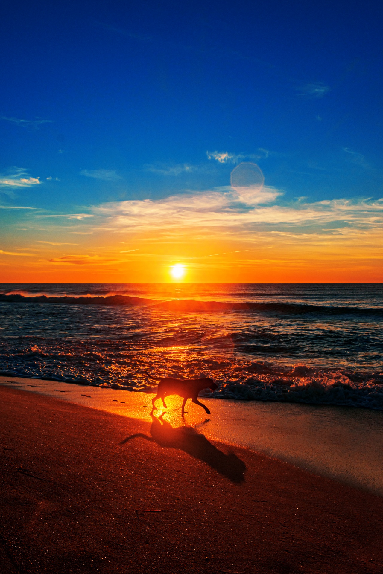 Dog Walking During Sunrise