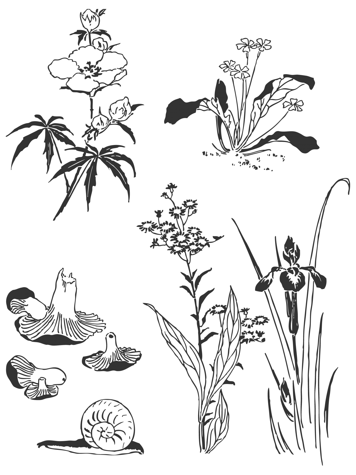 Flowers, Plants Drawing