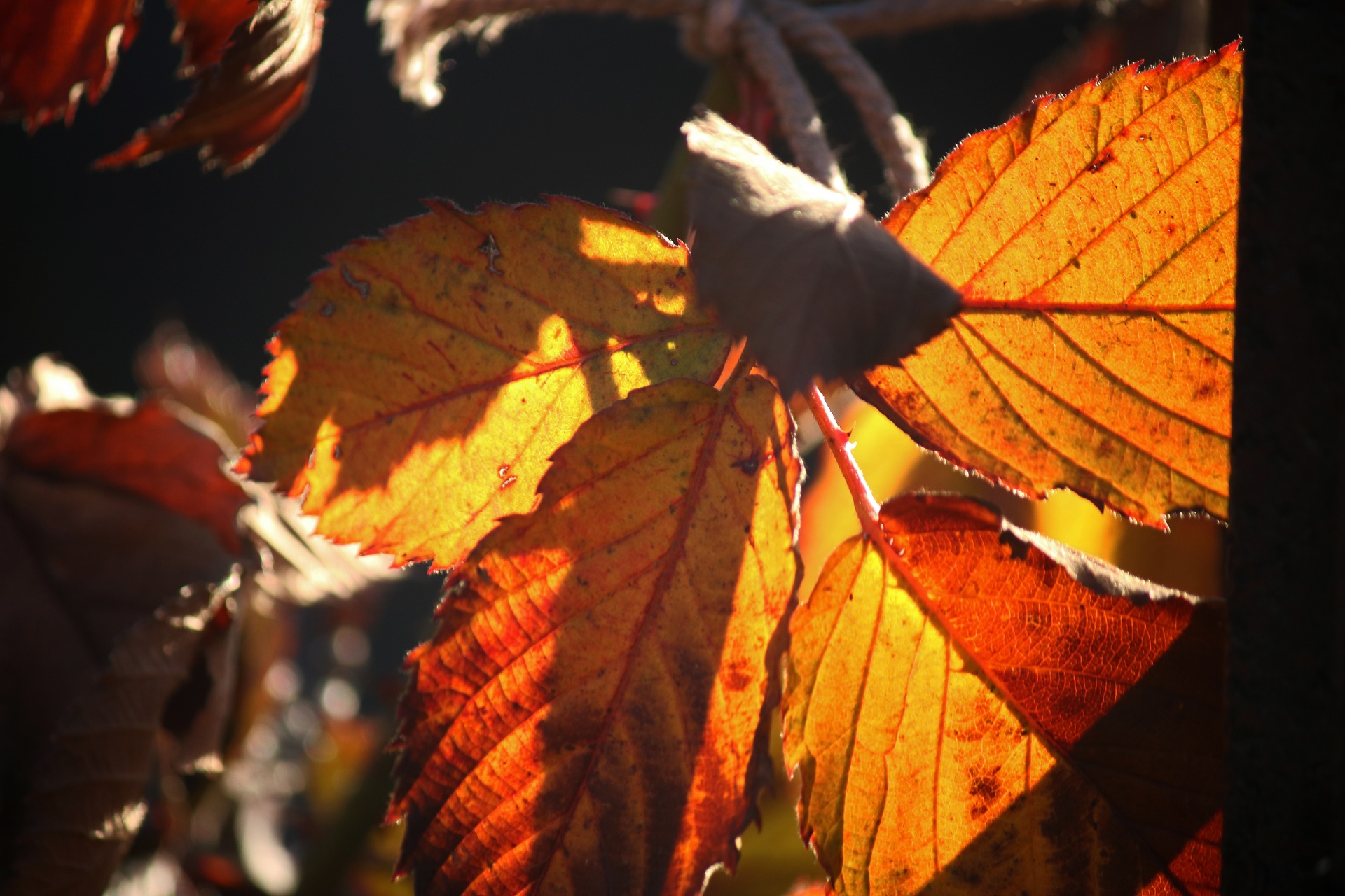 glowing sunlight behind bramble leaves in autumn