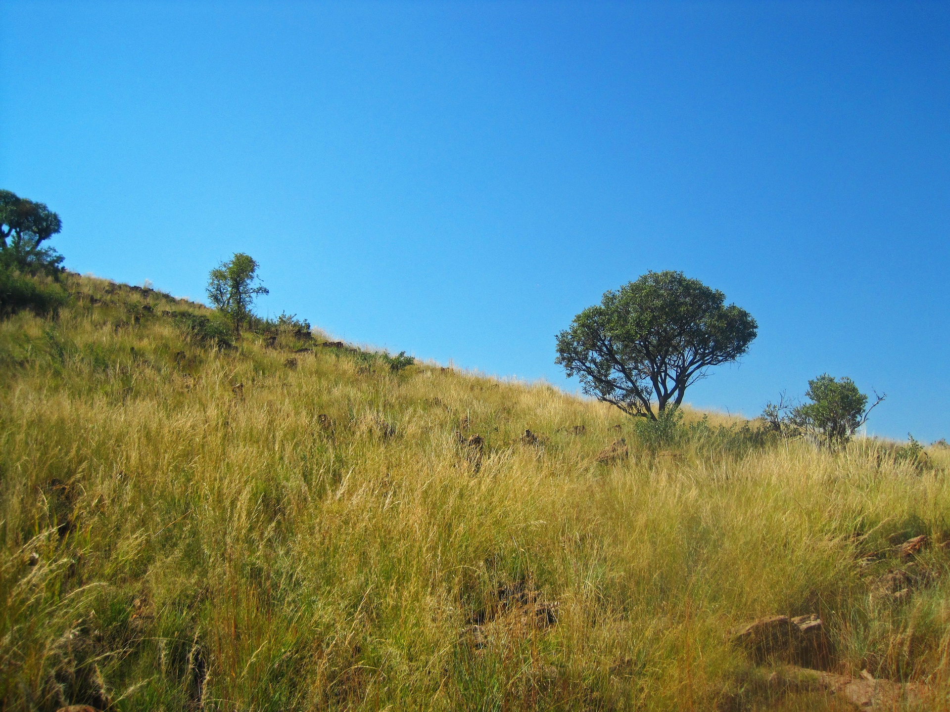 Grassland And Trees Covering A Hill
