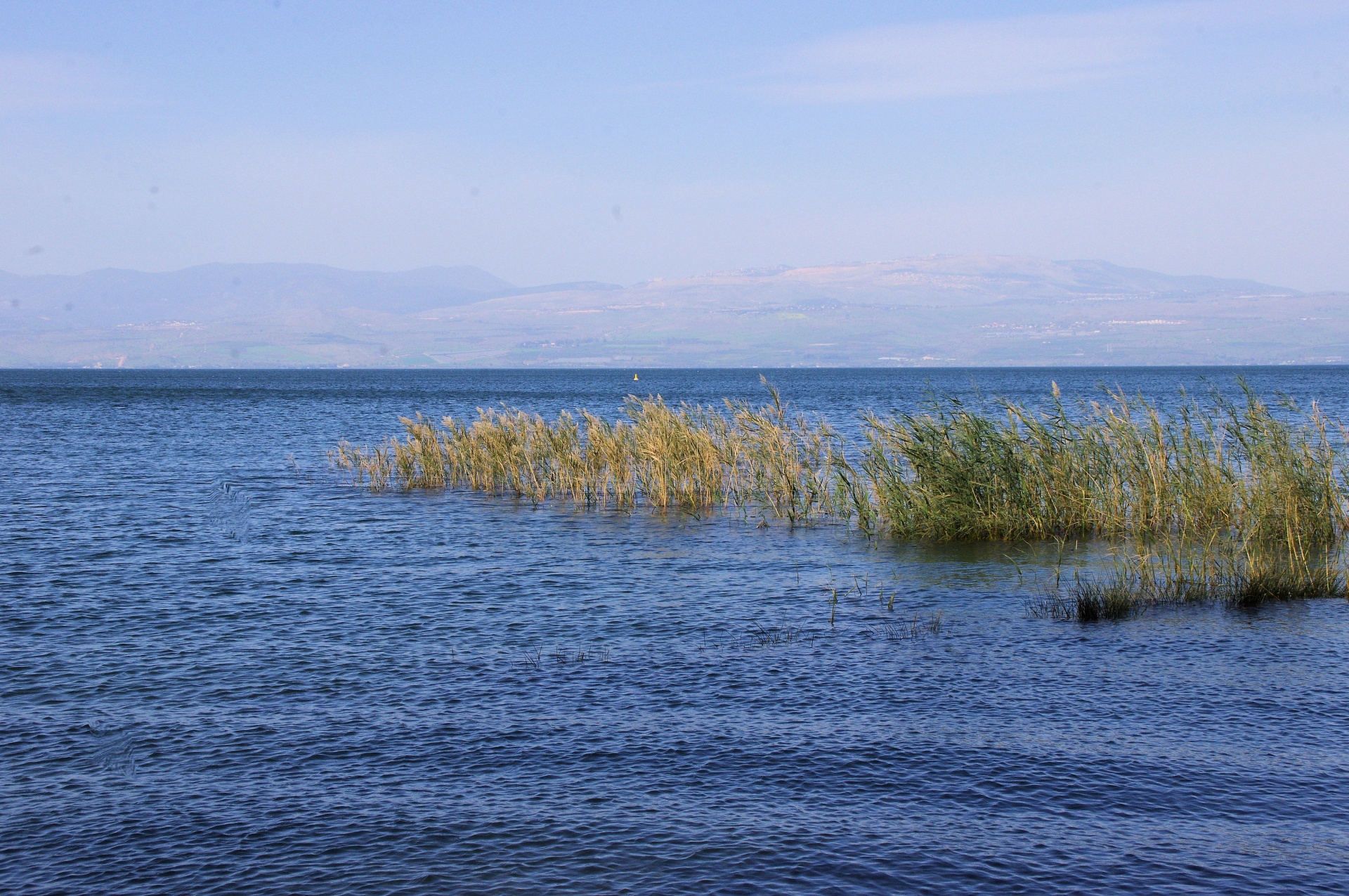 Green grasses in blue lake