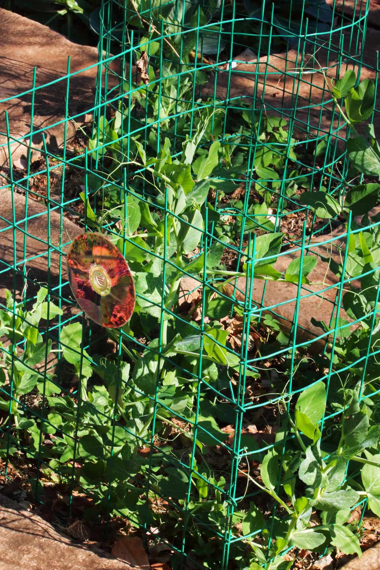Green Peas Growing Inside A Fence
