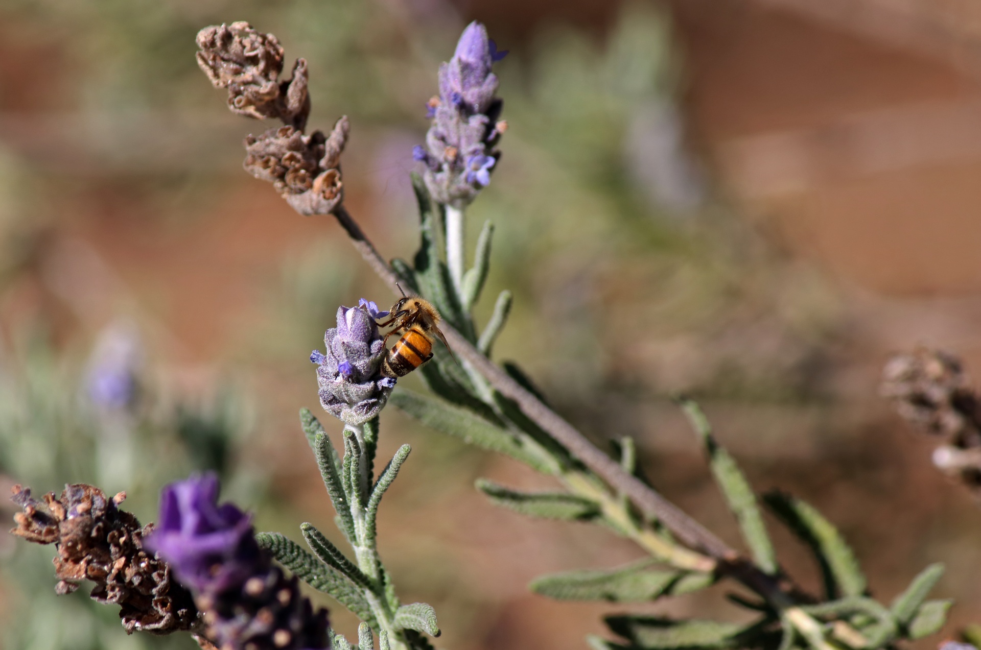 Honey Bee On Flower Of Lavender