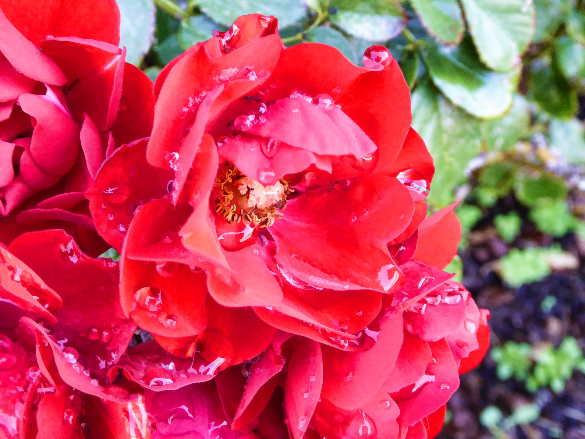 Red Flowers Free Stock Photo Public Domain Pictures