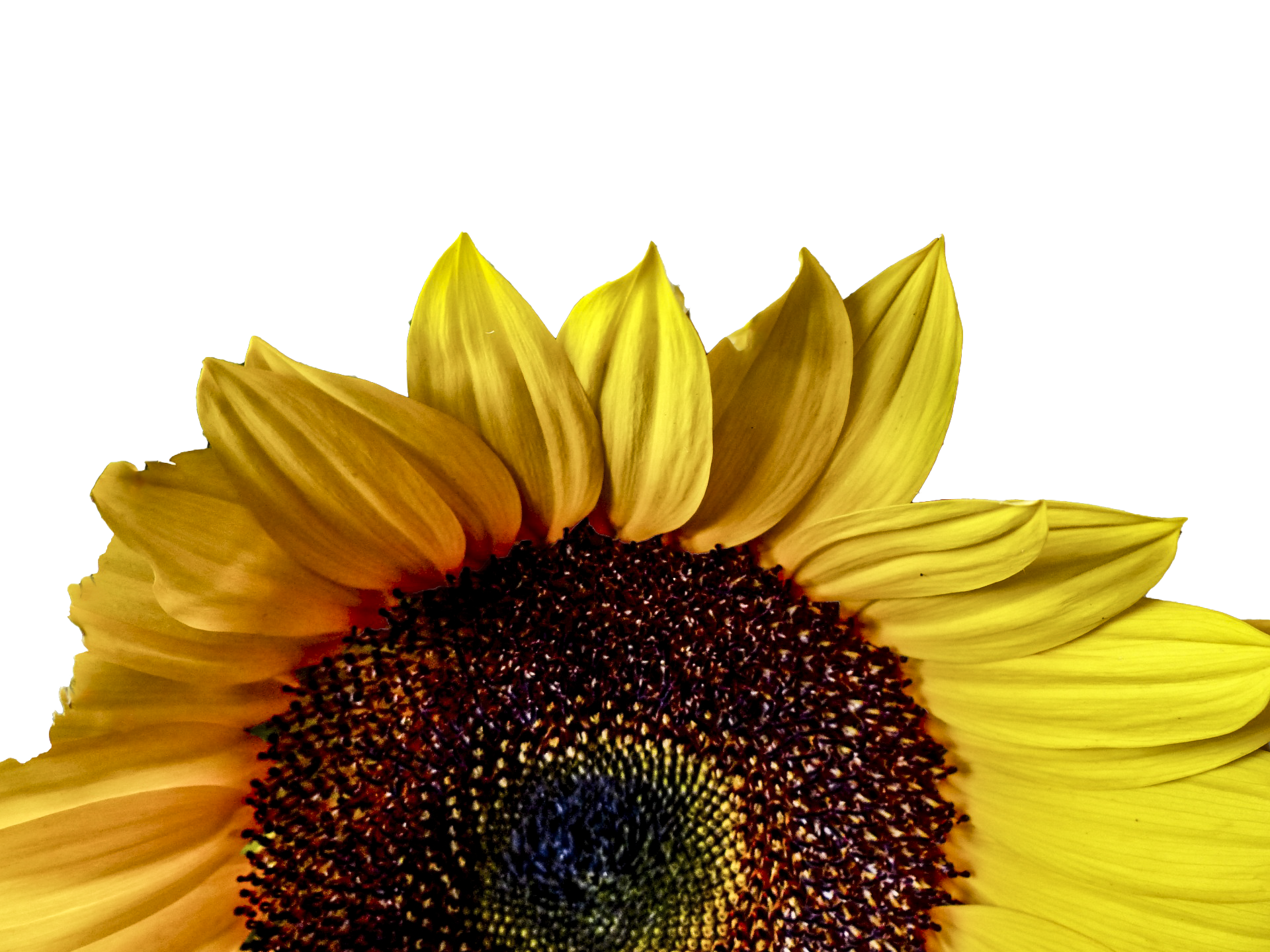 Sunflower Half With Copy Space