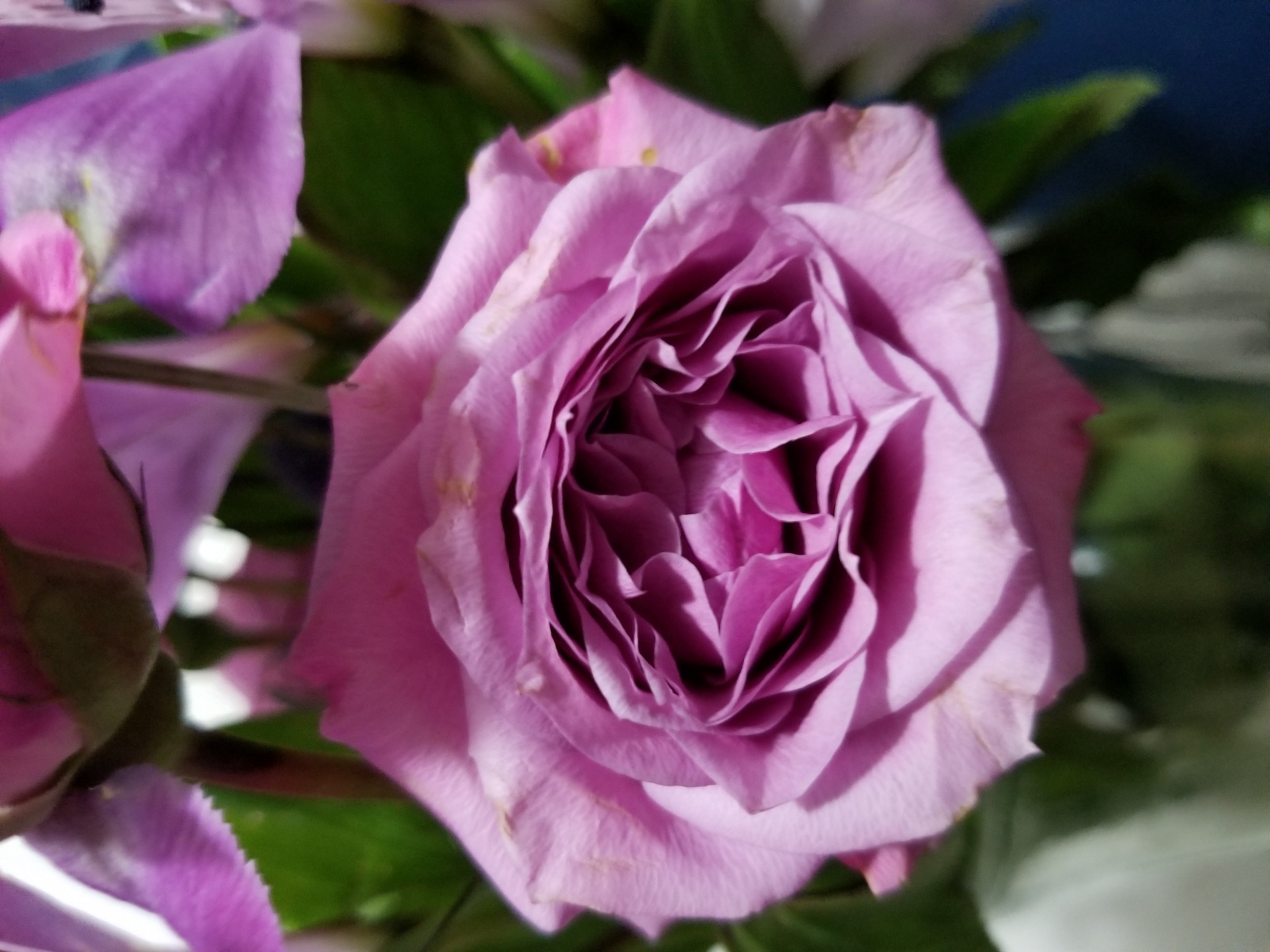 Lavender colored rose, closeup