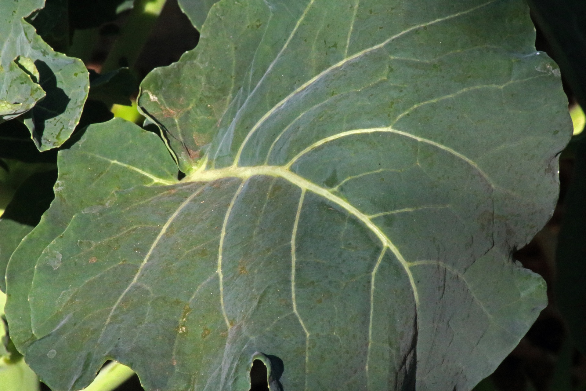 leaf of broccoli plant