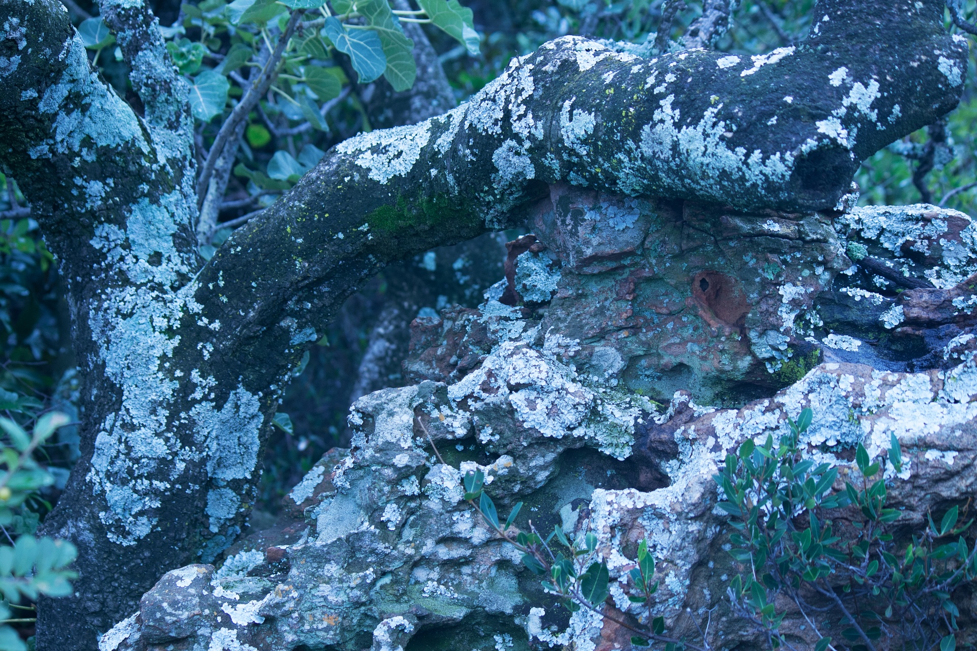 Lichen Growing On Branches & Rocks