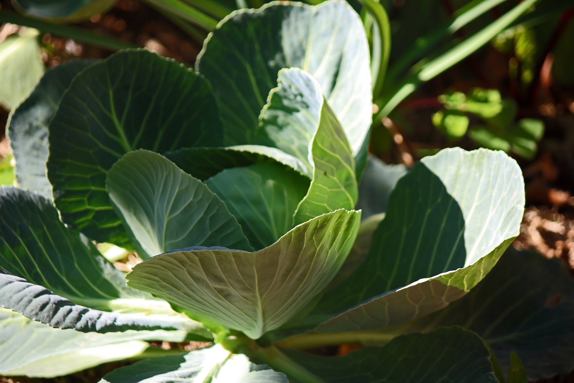 light on edges of outer leaves of cabbage