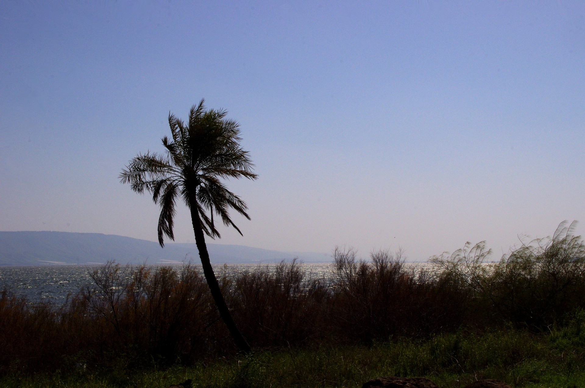 Lonely Palm Tree Against Lake