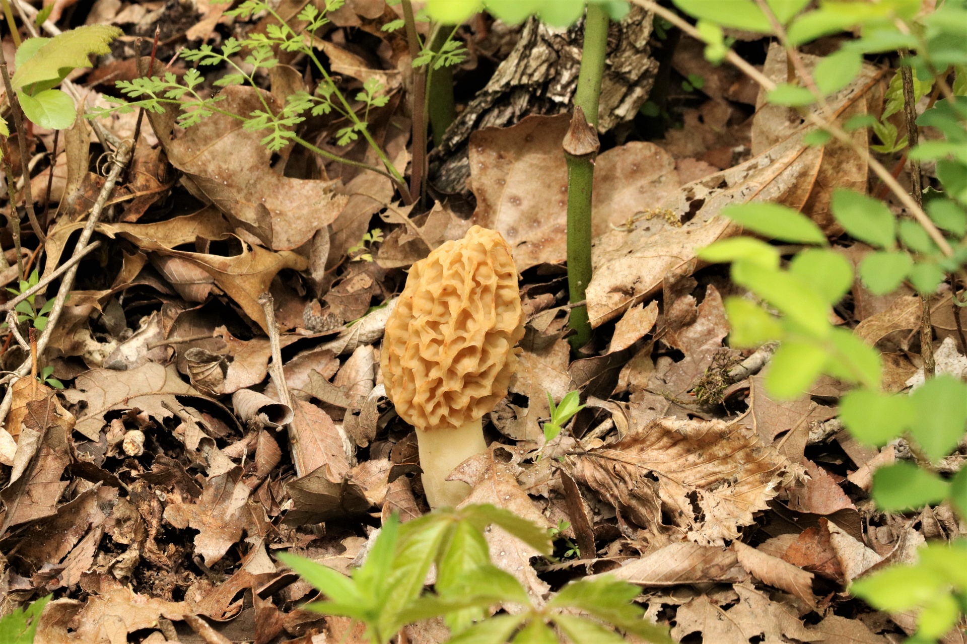Morel Mushroom In Leaves 2