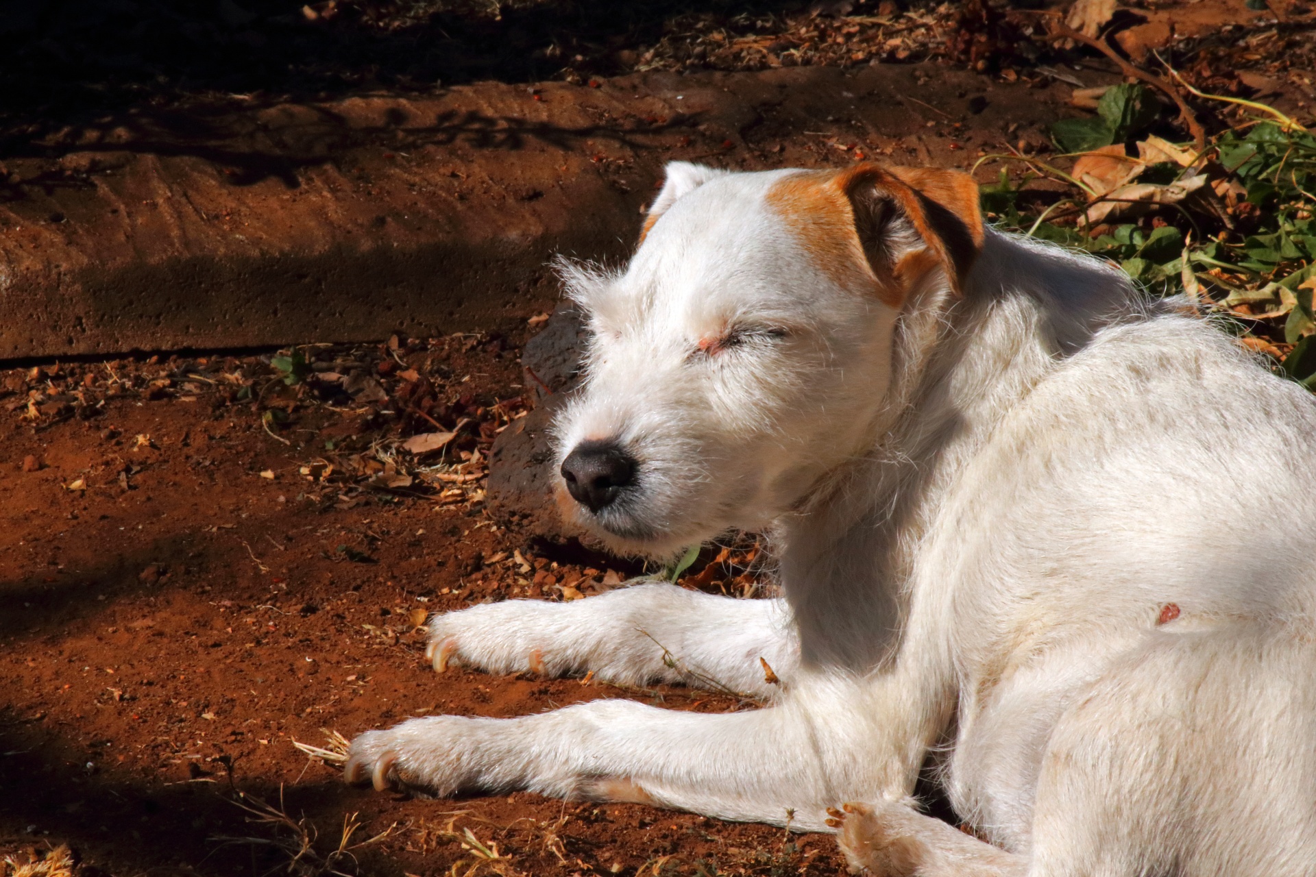 Parsons Jack Russell Dozing Off