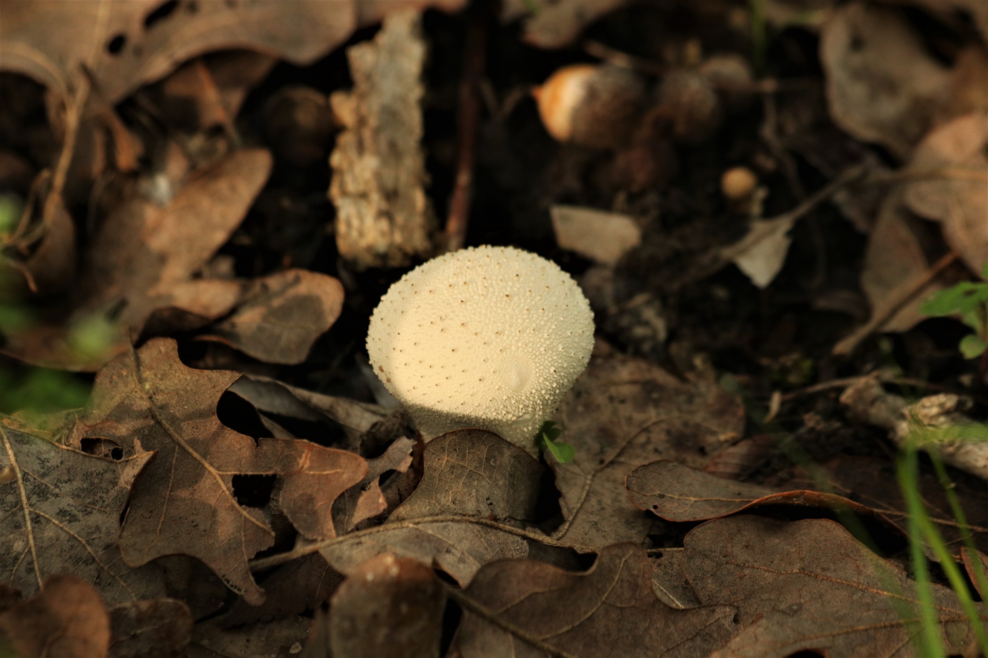 Puffball Mushroom In Leaves
