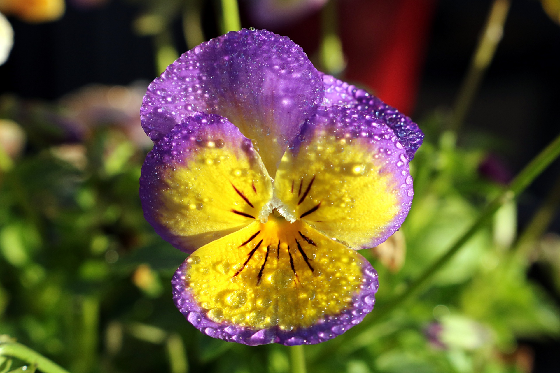 Purple And Yellow Pansy And Dew