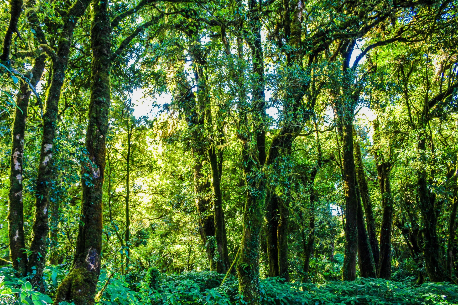 Rain Forest In Doi Inthanon Chiangmai Free Stock Photo Public Domain