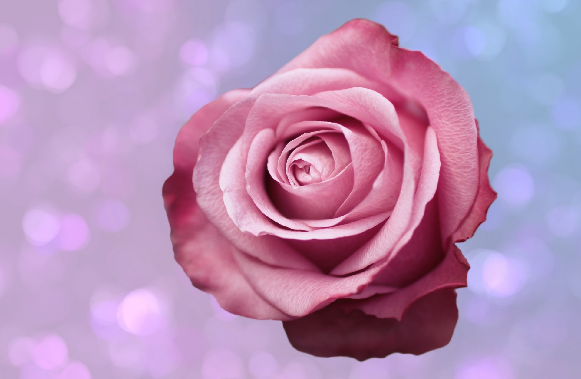 Rose Background Love Flower