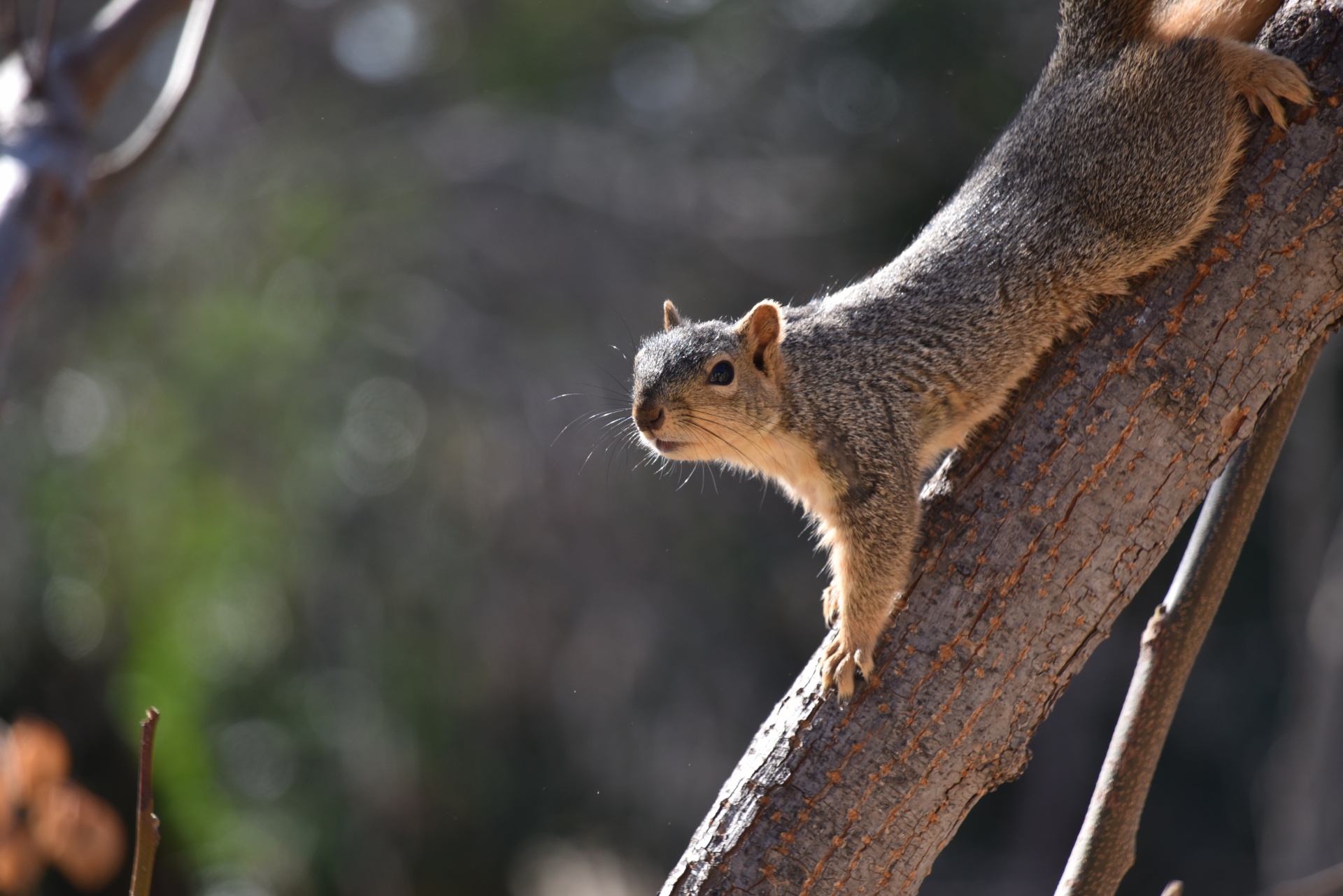 Squirrel On Branch Downward