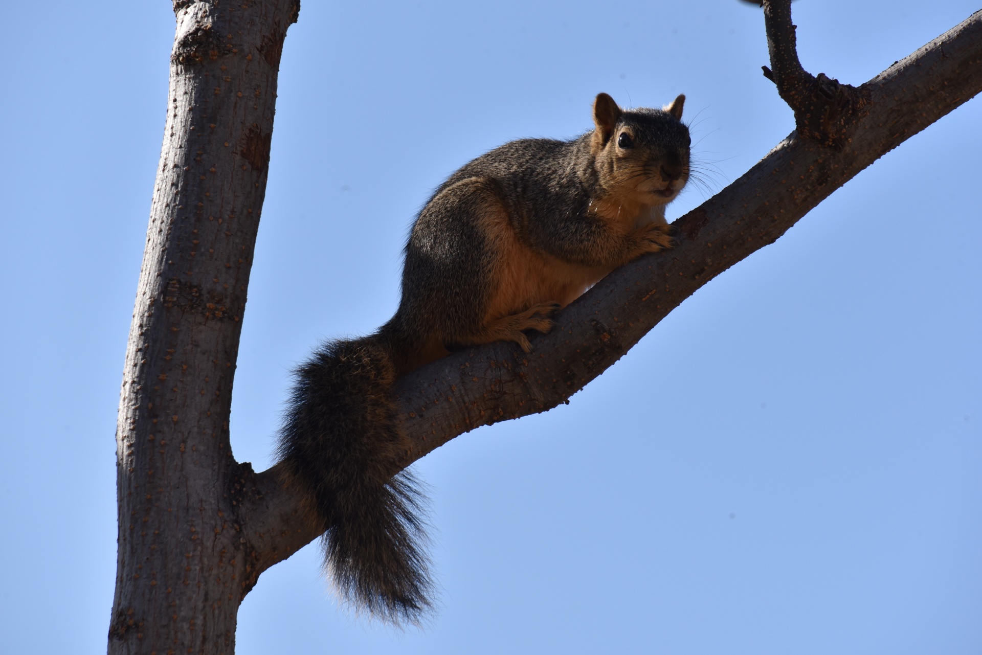 Brown squirrel on a tree branch looking at camera