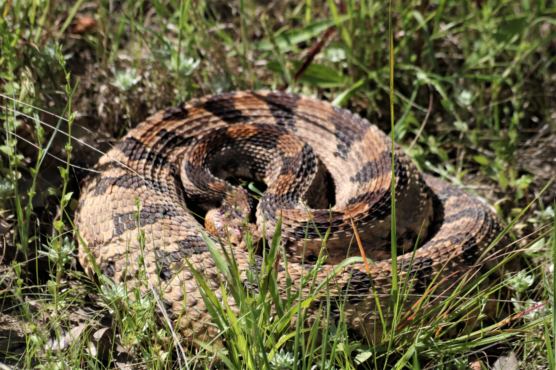 Timber Rattlesnake Coiled In Grass