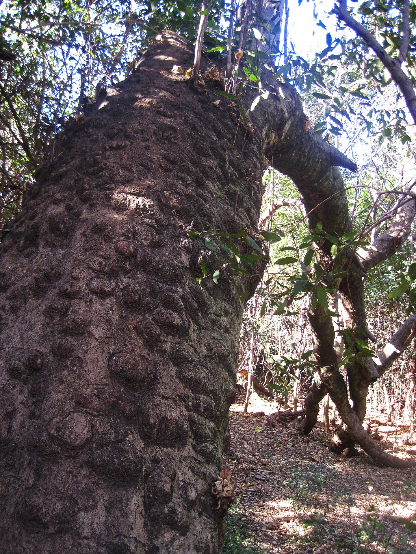 Trunk Of River Bush Willow Tree