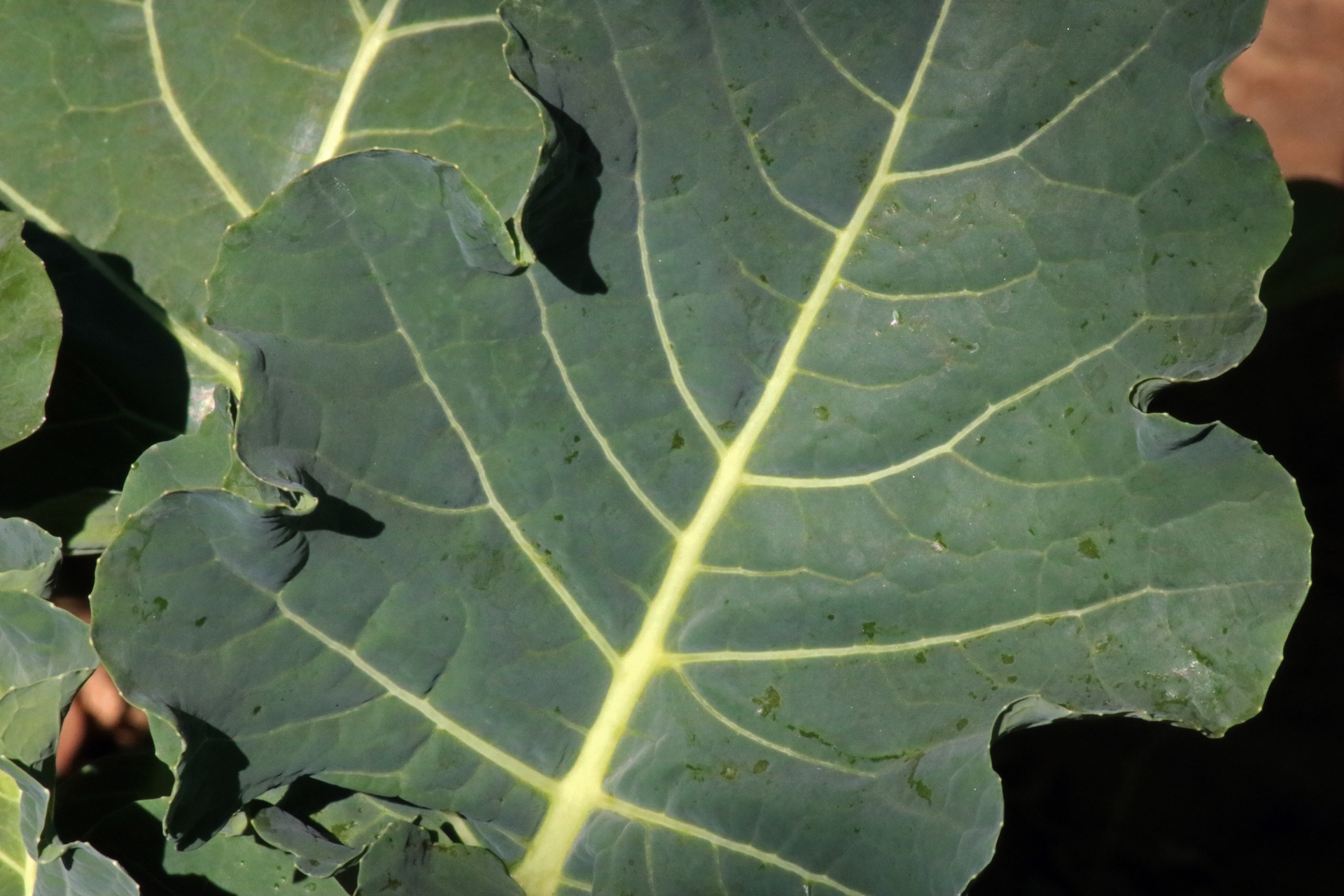 Veined Broccoli Leaf Plant
