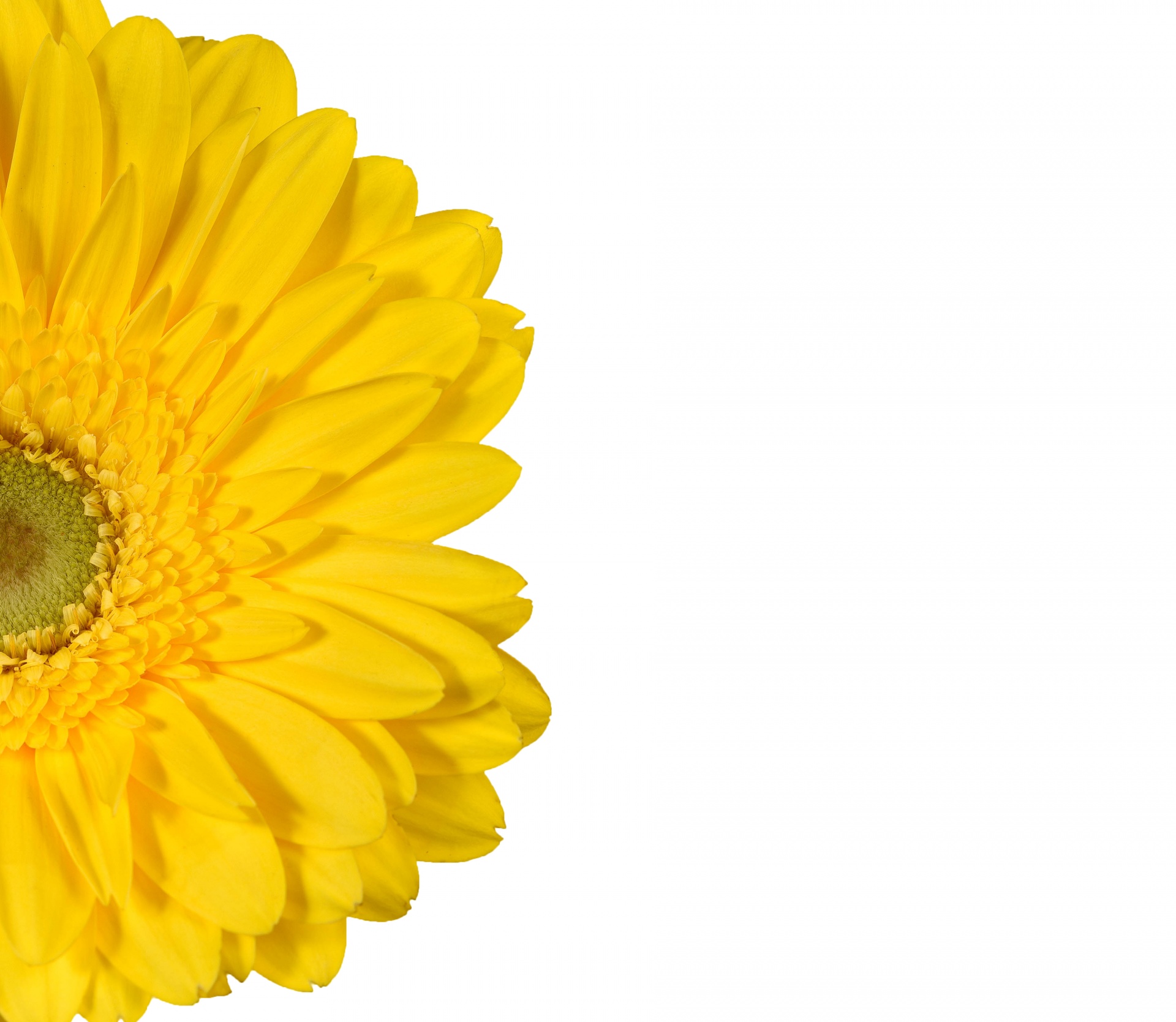 Yellow Gerbera Daisy Flower