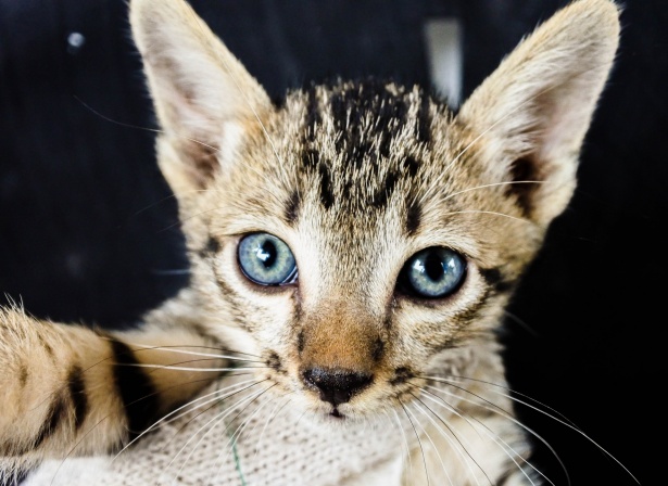 Chatons Mignons Chat Mignon Photo Stock Libre Public Domain Pictures