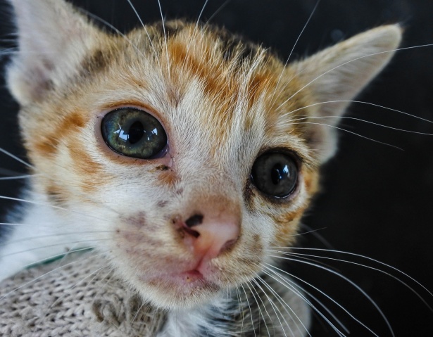 Legaranyosabb cica aranyos macska Szabad kép - Public Domain Pictures