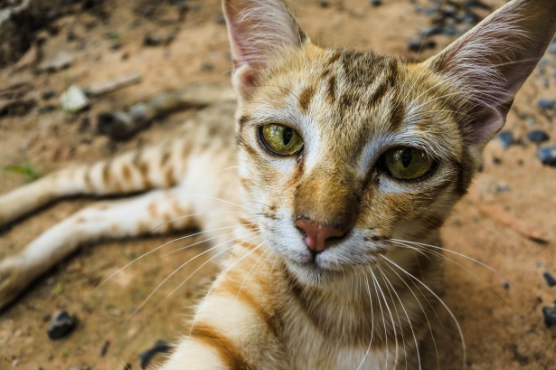 かわいい子猫かわいい猫 無料画像 Public Domain Pictures