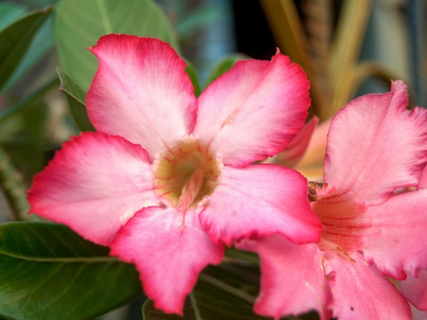 Flor de azalea Stock de Foto gratis - Public Domain Pictures