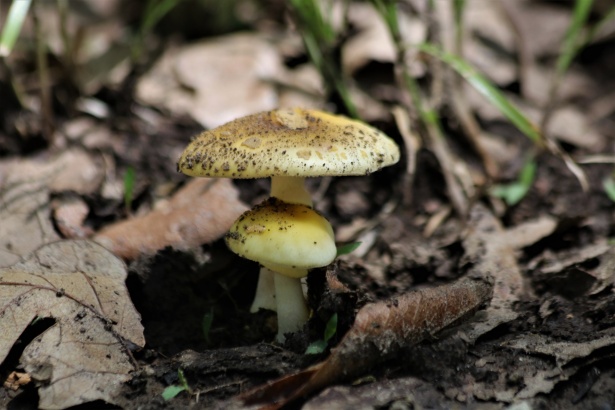 Two Little Yellow Mushrooms Free Stock Photo - Public Domain Pictures