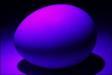 An Egg 2