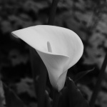 Arum, White Flower