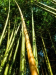 Bamboo Forest Background