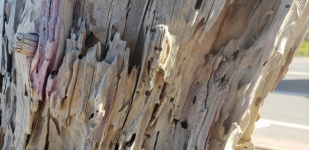 Beach Wood Texture