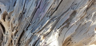 Beach Wood Tree Texture
