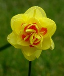 Beautiful Spring Daffodil
