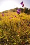 Beautiful Wild Flower In Ubonratchathani